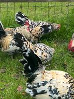 Hollandse kriel  sier kippen  kriel kippen Broedeieren, Kip, Meerdere dieren