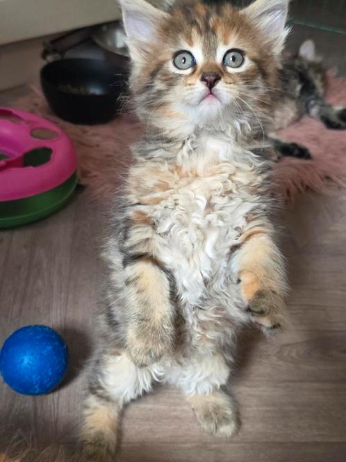 5 prachtige maine coon kittens, Dieren en Toebehoren, Katten en Kittens | Raskatten | Langhaar, Meerdere dieren, 0 tot 2 jaar