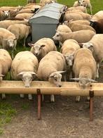 Te koop weide lammeren, Dieren en Toebehoren, Meerdere dieren, Schaap
