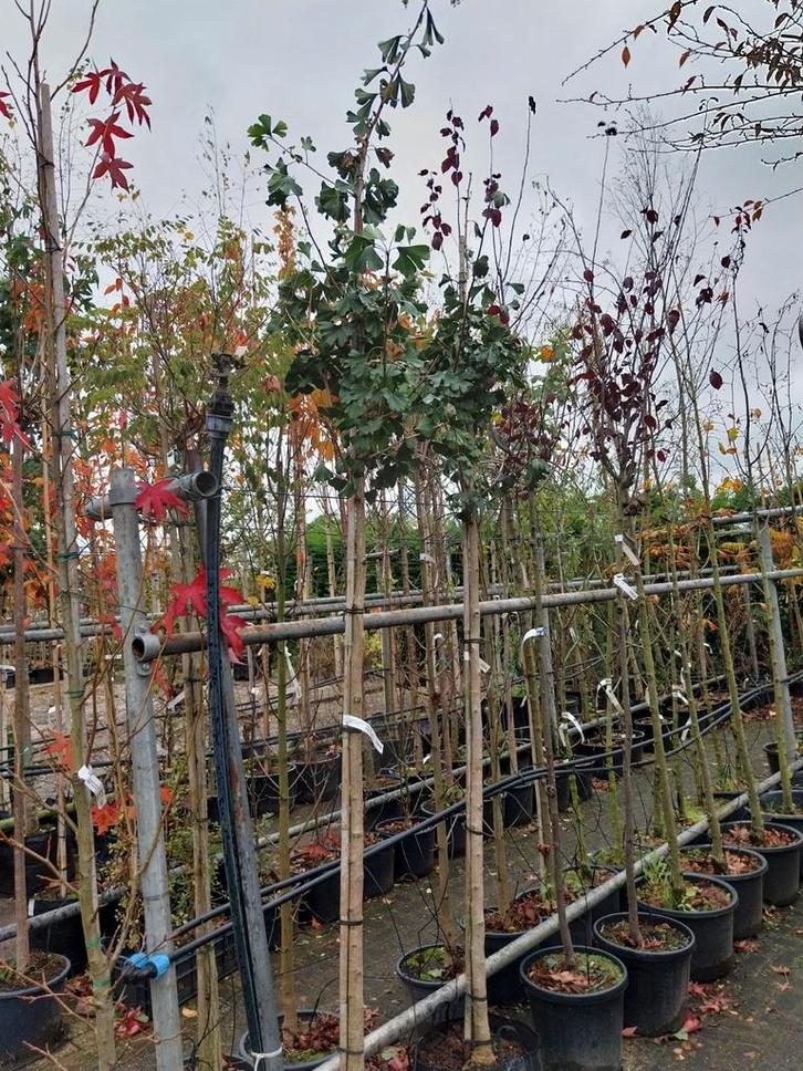 Ginkgo biloba bomen, Tuin en Terras, Planten | Bomen, Overige soorten, Volle zon, Ophalen