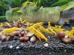 Yellow neon Fire backline neocaridina gele garnalen geel, Dieren en Toebehoren, Vissen | Aquariumvissen, Kreeft, Krab of Garnaal