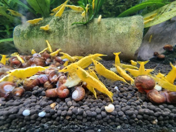 Yellow neon Fire backline neocaridina gele garnalen geel, Dieren en Toebehoren, Vissen | Aquariumvissen, Kreeft, Krab of Garnaal