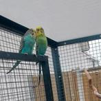 Jonge grasparkieten, Dieren en Toebehoren