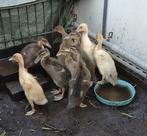 Loopeenden pulletjes div kleuren, Dieren en Toebehoren, Meerdere dieren, Eend