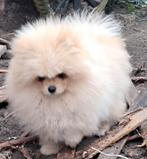 Exclusief Pomeriaan pup teef  FCI Stamboom Premium Lijn, Dieren en Toebehoren, Honden | Poolhonden, Keeshonden en Oertypen, Keeshond