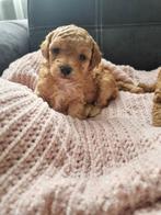 Toy Poedels puppy's, Dieren en Toebehoren, Honden | Chihuahua's en Gezelschapshonden, Poedel, 8 tot 15 weken, CDV (hondenziekte)