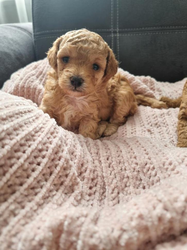 Toy Poedels puppy's, Dieren en Toebehoren, Honden | Chihuahua's en Gezelschapshonden, Meerdere dieren, Poedel, Particulier, Meerdere
