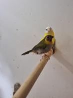 Cubavinken | Verschillende koppels | Passend advies, Dieren en Toebehoren, Meerdere dieren, Tropenvogel