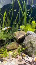 Wie helpt mij van mijn endlerguppen af?, Dieren en Toebehoren, Vissen | Aquariumvissen, Vis, Zoetwatervis, Schoolvis