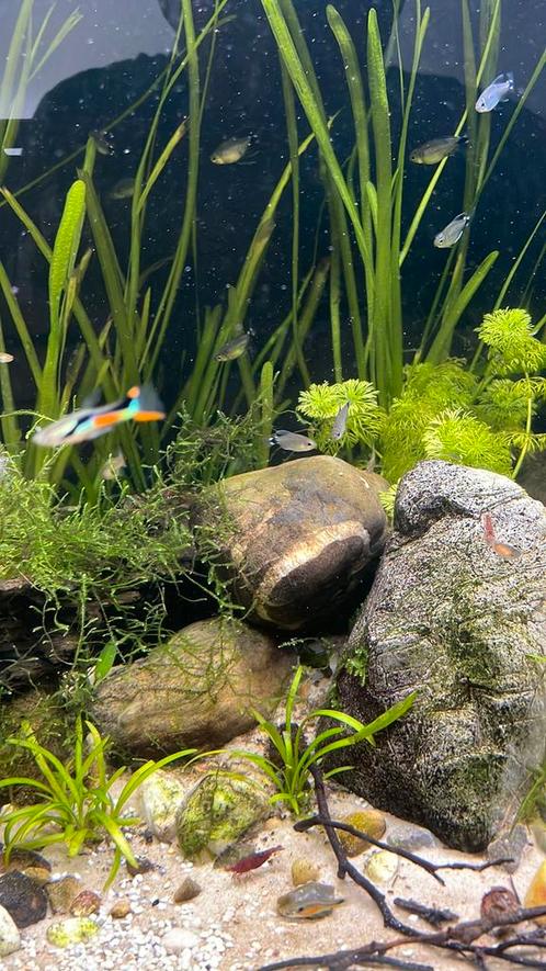Wie helpt mij van mijn endlerguppen af?, Dieren en Toebehoren, Vissen | Aquariumvissen, Zoetwatervis, Vis, Schoolvis