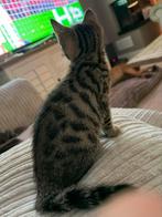 Halve Bengaal kittens, Dieren en Toebehoren, Katten en Kittens | Raskatten | Korthaar, Meerdere dieren, Gechipt