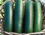 TUIN-KOMKOMMER PLANTEN, Ophalen, Volle zon, Groenteplanten, Eenjarig