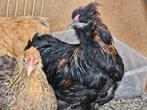 Cochin zijdehoen kriel haan., Dieren en Toebehoren, Pluimvee, Mannelijk, Kip