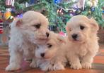 Prachtige Maltezer Puppy's: 2meisjes-1jongen NU BESCHIKBAAR!, België, Maltezer, Particulier, CDV (hondenziekte)