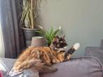 Maine Coon kitten, Dieren en Toebehoren, Katten en Kittens | Overige Katten, Poes
