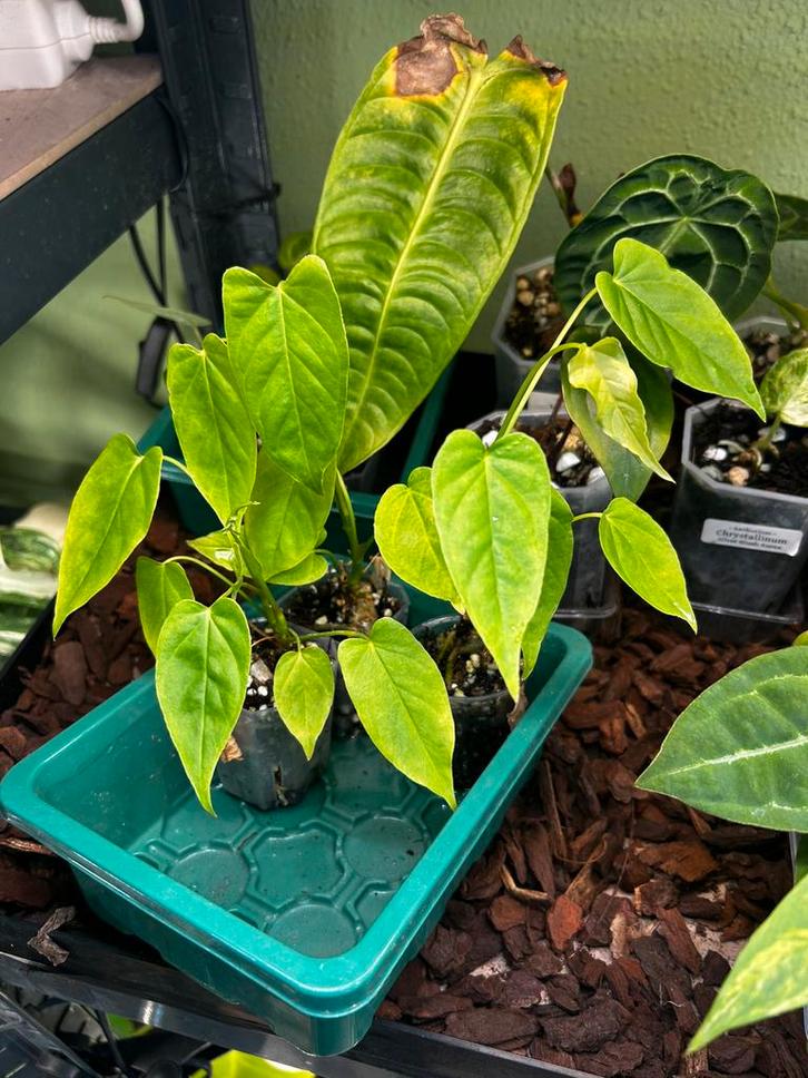 Anthurium balaoanum plantjes, Huis en Inrichting, Kamerplanten, Overige soorten, Minder dan 100 cm, Ophalen of Verzenden