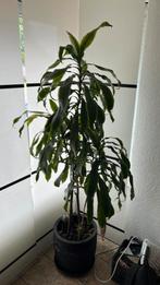Kamerplant - Groene Plant in Pot, Ophalen, Overige soorten, Halfschaduw, In pot