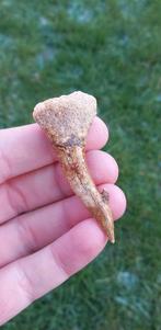 Fossiele Onchopristis tand van een zaaghaai fossiel, Ophalen of Verzenden, Fossiel