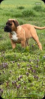 Ysterberg mastiff pups beschikbaar, Dieren en Toebehoren, Meerdere, 8 tot 15 weken, Parvo, Reu