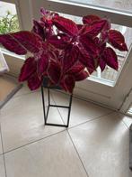 Siernetel in een bijzondere pot (vaas), Ophalen, In pot, Halfschaduw, Minder dan 100 cm