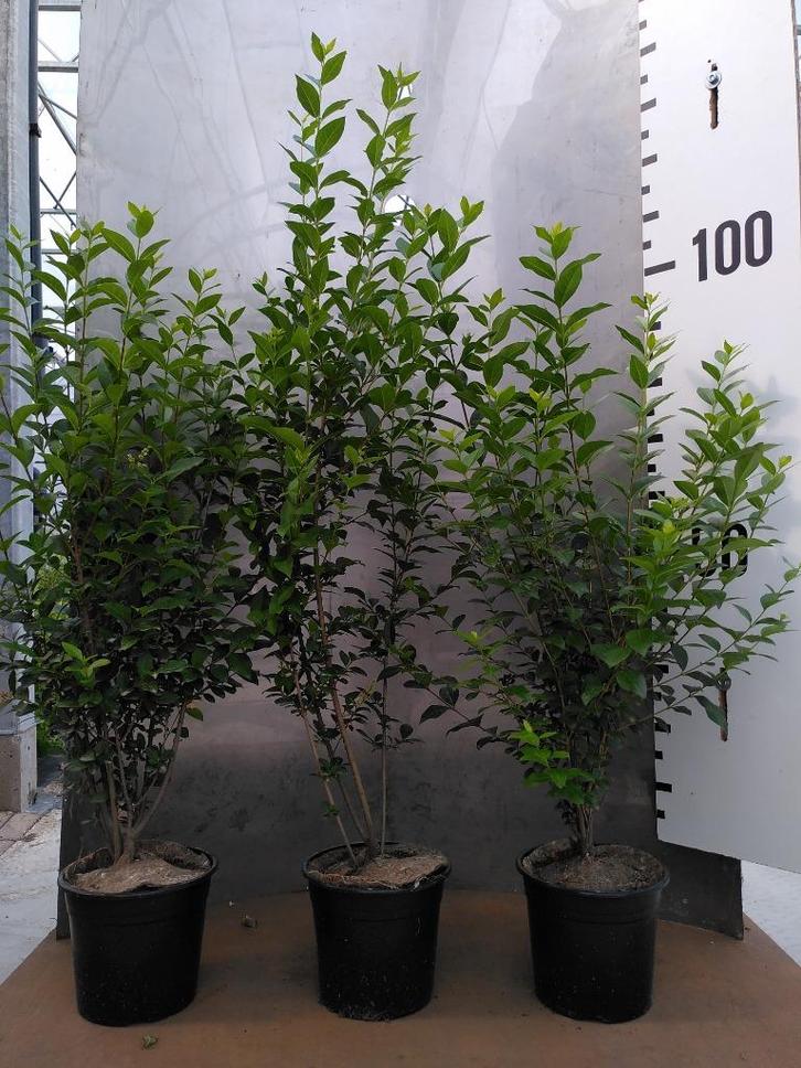 Ligustrum ovalifolium – groenblijvende haagliguster, Tuin en Terras, Planten | Struiken en Hagen, Haag, Liguster, Minder dan 100 cm
