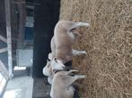 Nolana dekrammen, Dieren en Toebehoren, Schapen, Geiten en Varkens, Mannelijk, Schaap