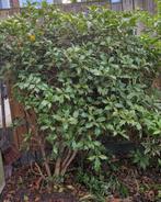 Hulst * GRATIS *, Ophalen, Hulst, Struik, 100 tot 250 cm