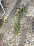 Passiebloem klimplant, Tuin en Terras, Ophalen, Volle zon, Vaste plant, Klimplanten