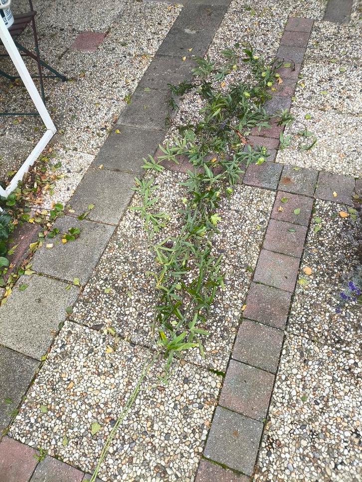 Passiebloem klimplant, Tuin en Terras, Planten | Tuinplanten, Vaste plant, Klimplanten, Volle zon, Zomer, Ophalen