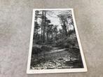 Beekbergen.      Boslaantje aan de Wipselbergweg   1955, Ophalen of Verzenden, 1940 tot 1960, Gelderland