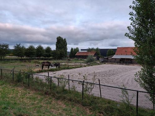 Aangeboden: paddock, stal en weide (Aalsmeerderbrug), Dieren en Toebehoren, Stalling en Weidegang, Stalling, Weidegang, 1 paard of pony