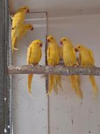 9x lutino halsbandparkieten, Dieren en Toebehoren, Vogels | Parkieten en Papegaaien, Meerdere dieren, Parkiet, Geringd