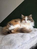 Britse langhaar  Siberische boskat, Dieren en Toebehoren, Katten en Kittens | Raskatten | Langhaar, Poes, Gechipt, 0 tot 2 jaar