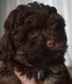 Bolonka zwetna met stamboom van raadvanbeheer 1♀️en 2♂️, Dieren en Toebehoren, Honden | Chihuahua's en Gezelschapshonden, Overige rassen