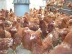 Bruine Barnevelder kippen en Zwarte Barnevelder kippen., Vrouwelijk, Kip