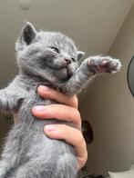 LAATSTE 2. Britse Korthaar Kittens, Dieren en Toebehoren, Katten en Kittens | Overige Katten, Meerdere dieren, Kortharig, 0 tot 2 jaar