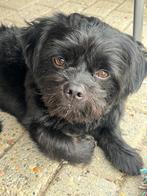 Super braaf zwart maltipoo reutje, Dieren en Toebehoren, Honden | Chihuahua's en Gezelschapshonden, Rabiës (hondsdolheid), 15 weken tot 1 jaar