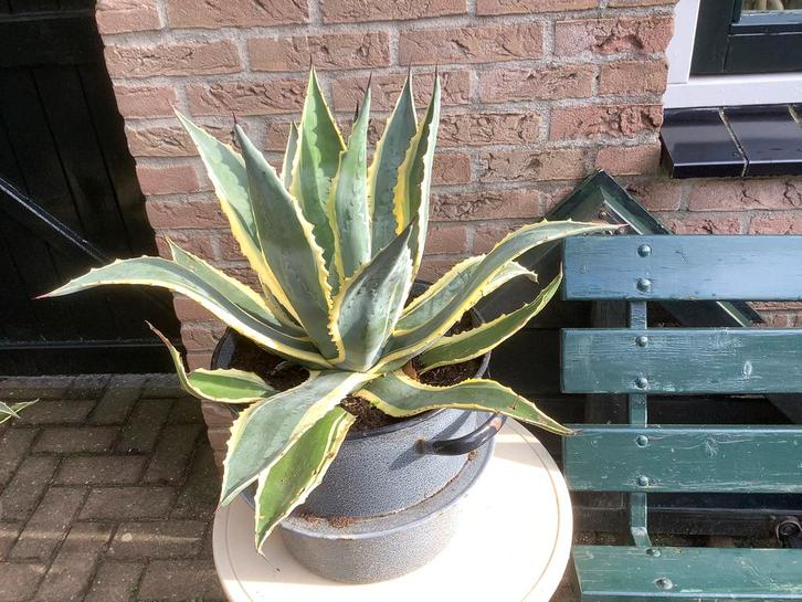 Te koop cactus Agave Americana, Tuin en Terras, Planten | Tuinplanten, Overige soorten, Volle zon, Bloeit niet, Ophalen