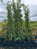 Trachlospernum jasminum, toscaanse jasmijn 150cm €14,95, Ophalen, Vaste plant, Halfschaduw, Klimplanten