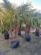 Trachycarpus fortunei palmen. Dubbele stammen. 10 stuks, Tuin en Terras, Planten | Bomen, Ophalen
