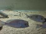 Cyrtocara moorii dolfijn cichlide Malawi, Dieren en Toebehoren, Vissen | Aquariumvissen, Vis