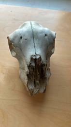 schedel schaap, Verzamelen, Dierenverzamelingen, Ophalen of Verzenden, Zo goed als nieuw, Hert, Schedel