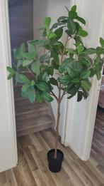 Magnolia kunstboom, Ophalen, Nieuw