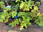 Frambozen , tamme bramen en japanse wijnbes plantjes, Tuin en Terras, Ophalen of Verzenden, Zomer, Volle zon