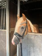verzorger gezocht, Dieren en Toebehoren, Ophalen of Verzenden