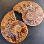 (X) Prachtige paar gepolijste ammonieten., Verzenden, Fossiel