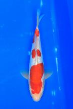 Female tosai Doitsu kohaku van shinoda, Dieren en Toebehoren, Vissen | Vijvervissen, Karper of Koi