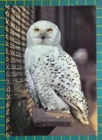 Sneeuwuil, Verzamelen, Ophalen of Verzenden, 1980 tot heden, Ongelopen, Vogel