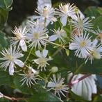 Inheemse clematis - wilde bosrank - Clematis vitalba, Vaste plant, Ophalen of Verzenden, Halfschaduw, Klimplanten