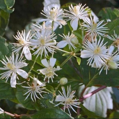 Inheemse clematis - wilde bosrank - Clematis vitalba, Tuin en Terras, Planten | Tuinplanten, Vaste plant, Klimplanten, Halfschaduw